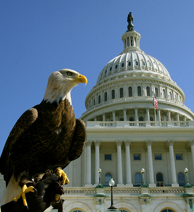 米国のハクトウワシに対抗を、カナダで白熱する国鳥選び