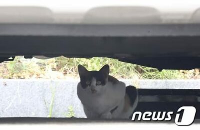「猫に餌やるなら家に連れて帰れ！」…韓国・マンションの駐車場が「私設餌場」に？