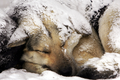 オーストラリアの火葬場でぼや騒ぎ、原因は凍った犬の死がい？