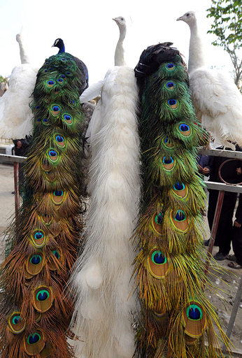 ペットにカラフルなクジャクはいかが？アフガニスタン・カブール