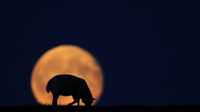 ヒツジの鳴き声まねて安眠妨害、男を逮捕 ドイツ