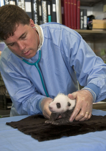 小さいけれどもう白黒、生後１か月のパンダの赤ちゃん初検診