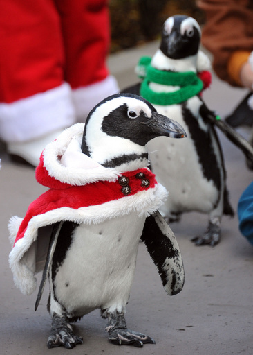 よちよちぺたぺた、ペンギンたちがクリスマスの行進 八景島
