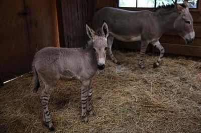 絶滅危惧のソマリノロバ、赤ちゃん誕生 チリ動物園