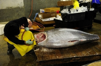 太平洋クロマグロ、幼魚の漁穫量削減で合意