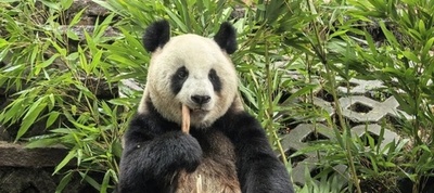 ジャイアントパンダ「ランラン」 ベルギーへ