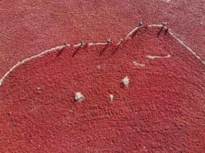 真っ赤な収穫 甘粛・高台県