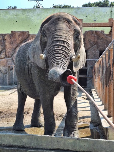 東武動物公園×イオン埼玉久喜農場 ＳＤＧｓ体験ツアー開催