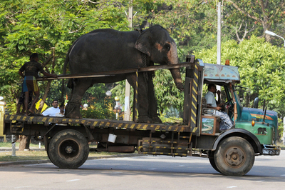 トラックで集まるゾウ、スリランカの仏教祭典