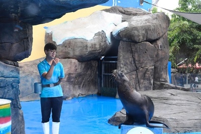 なぜ中国で違法な動物ショーが後を絶たないのか アシカやアザラシ違法取引