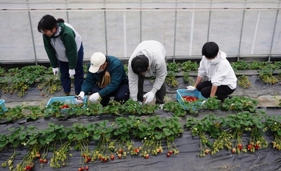 近大農学部生と障がいのある方が協力して「近大ICTイチゴ」を収穫　農業と福祉の連携で、新たな農業人材の育成をめざす
