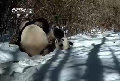 ジャイアントパンダの求愛映像、四川省雅安で撮影