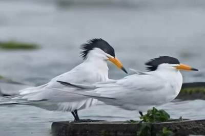 世界で100羽足らずのヒガシチュウゴクアジサシ、福建省晋江に現れる