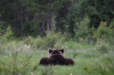 【今日の1枚】切り株？ タイガの森に暮らすクマ フィンランド