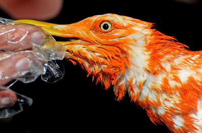 全身オレンジ色のカモメはオランダ代表サポーター？