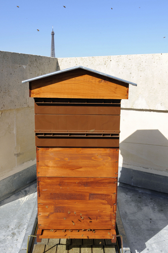 地方の数倍のハチミツ生産、パリに憩う都会のハチたち