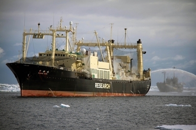 日本の調査捕鯨、今季の早期切り上げを検討