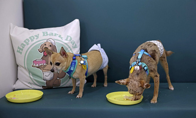 ペット用ウエットフードのCO2発生量、ドライフードの7倍 研究