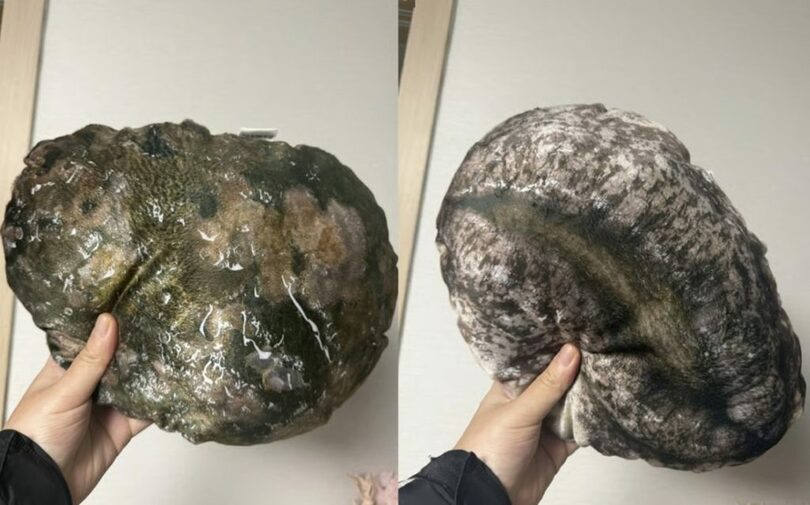 アワビそっくりクッション(c)MONEYTODAY