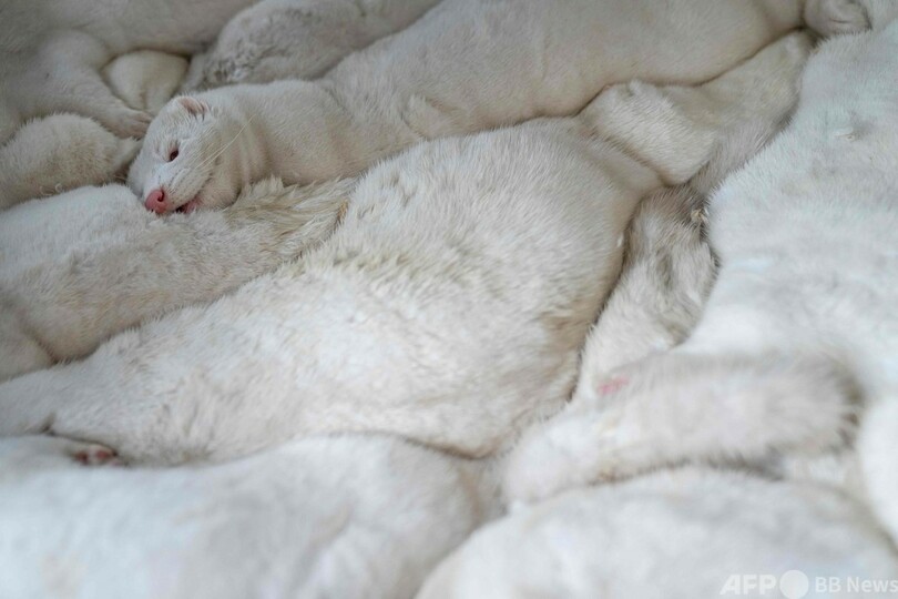 ミンクから検出の変異型コロナ「根絶の可能性高い」 デンマーク保健省