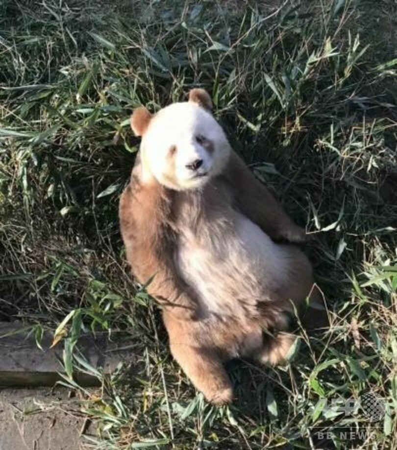 秦嶺パンダが初の自然交配に成功 二郎 と 七仔 写真2枚 国際ニュース Afpbb News