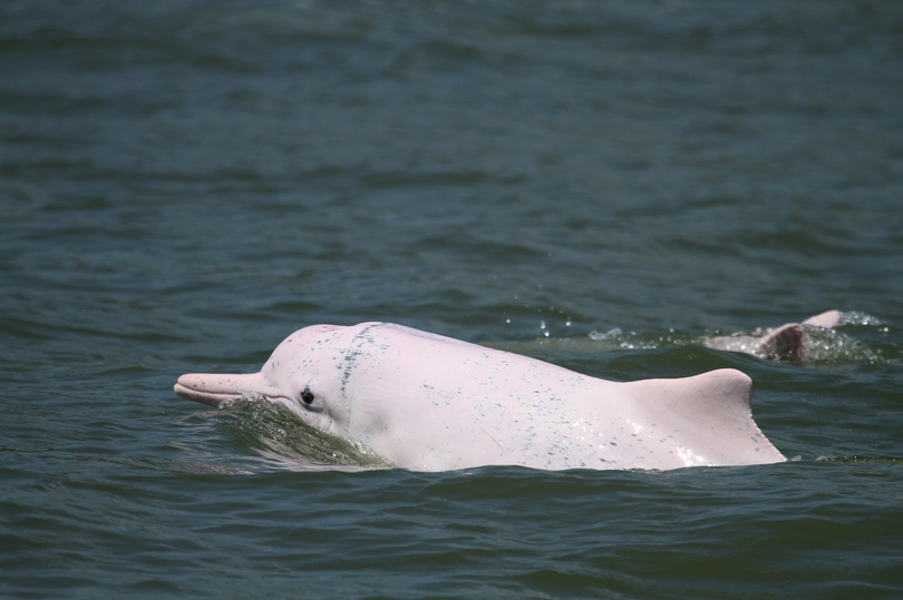 珠江河口のピンクイルカが１１００頭に 中国 広東省 写真5枚 国際ニュース Afpbb News