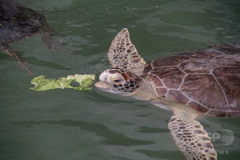 乳頭腫のウミガメ増加、対応に追われる米フロリダの「カメ病院」