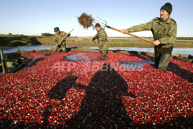 真っ赤に色づいたクランベリー ベラルーシで収穫始まる 写真8枚 国際ニュース Afpbb News