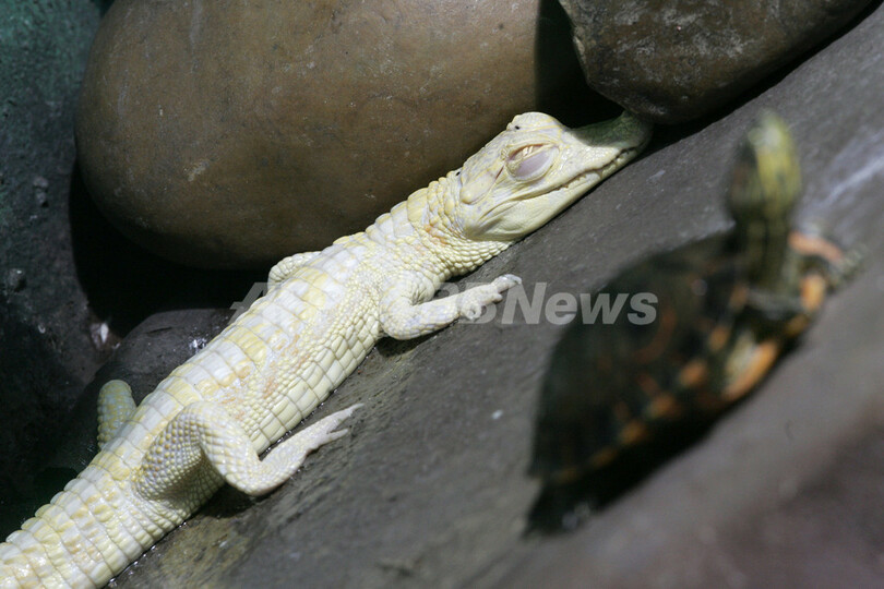サンパウロ水族館に小さな白ワニ ブラジル 写真2枚 国際ニュース Afpbb News