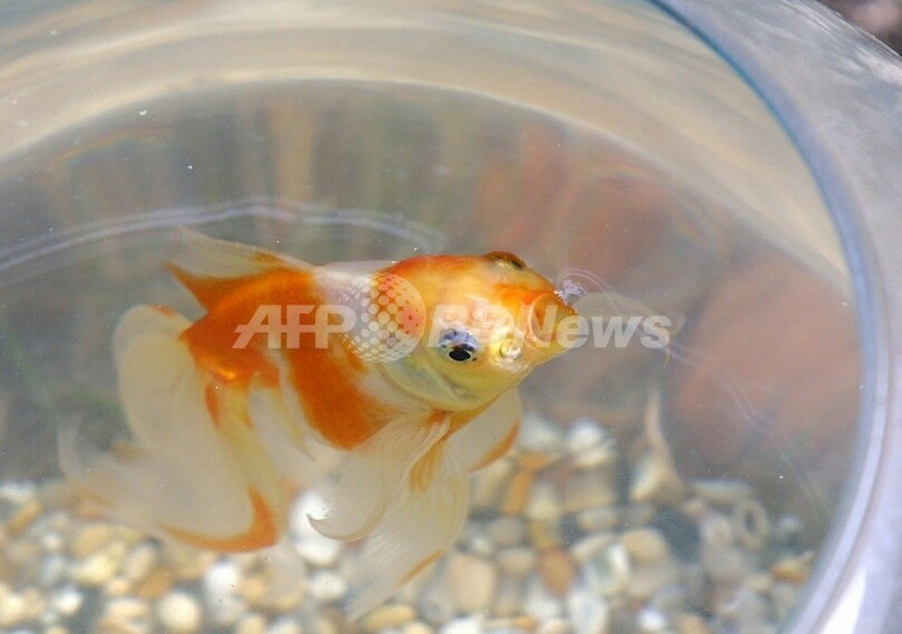 金魚に尊厳死、ブタにシャワー ―― スイスで厳格な動物保護法が発効