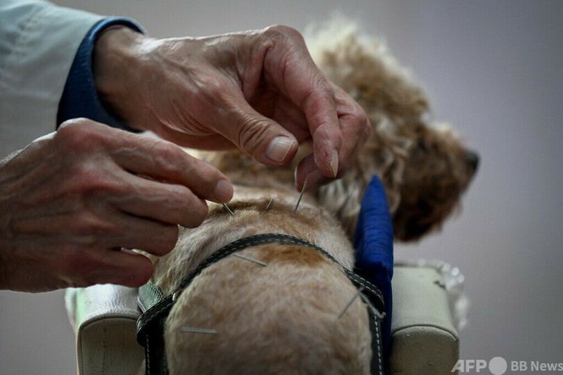 北京のペット愛好家に広まる動物向けのはり治療