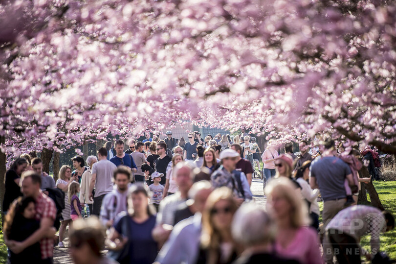 デンマークで日本の桜が満開に