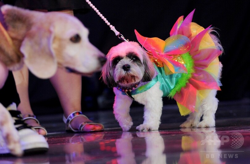 「キャットウオーク」にイヌ登場！？世界動物の日 フィリピン