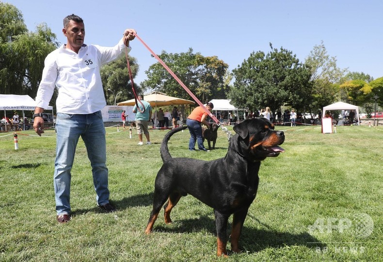 トルコで犬のコンテスト 国内外から150匹が参加 写真枚 国際ニュース Afpbb News