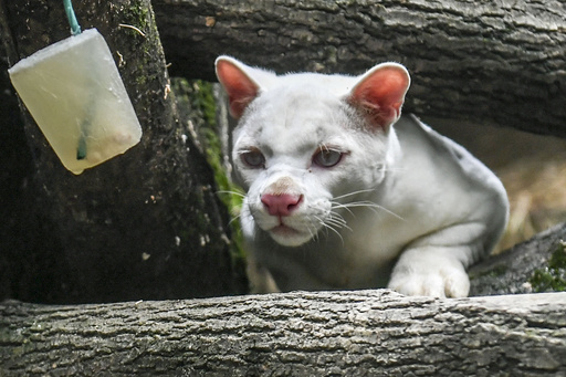 アルビノのネコ科動物 種はまだ分からニャい 南米コロンビア 写真10枚 国際ニュース Afpbb News