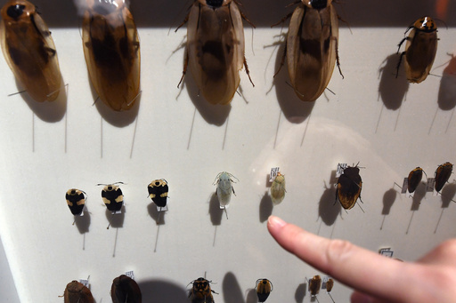 美しい希少種から物陰に潜むアイツまで、昆虫の神秘に迫る5万点 国立