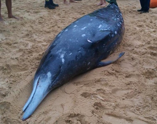 くちばし持つ希少クジラ、豪海岸に漂着 写真3枚 国際ニュース：AFPBB News