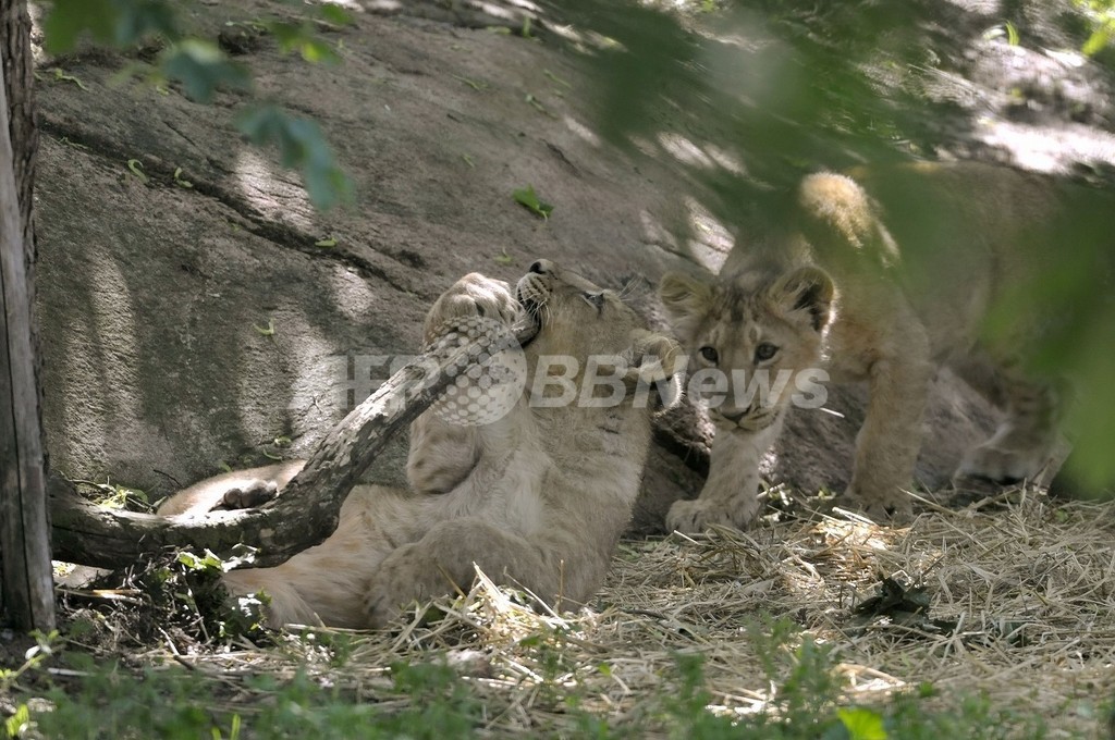 動物園で肉食獣の餌に、ヘルシンキの野生ウサギ対策 動物園で肉食獣の餌に、ヘルシンキの野生ウサギ対策