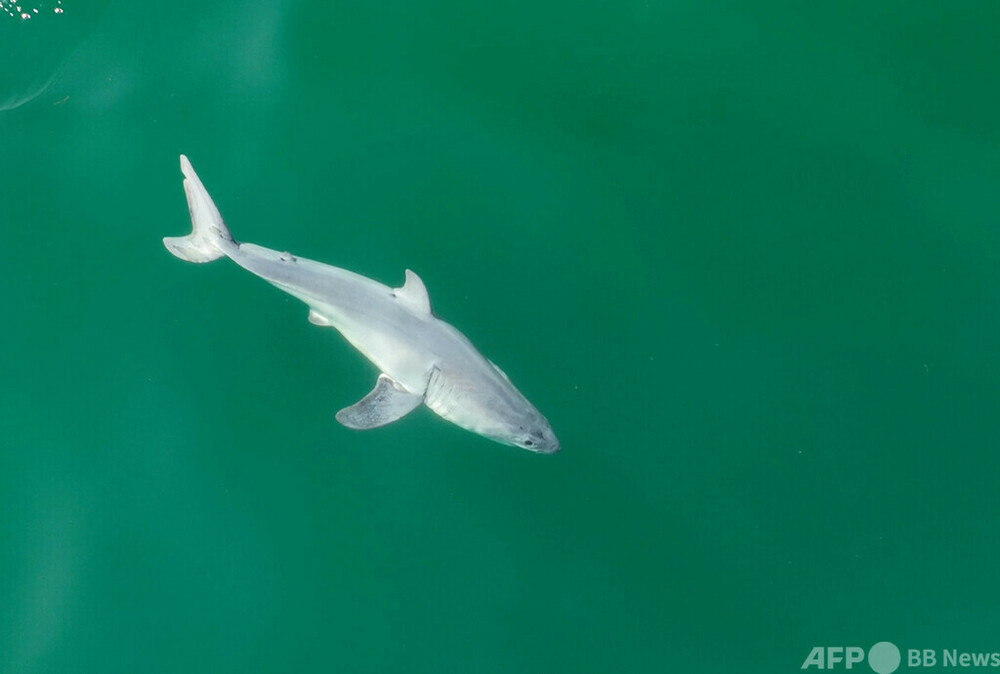 ♯Hsi09LJ地球生命紀行サメ&日本近海の生き物ストラップフル8種 生命地球紀行 サメ・エイ