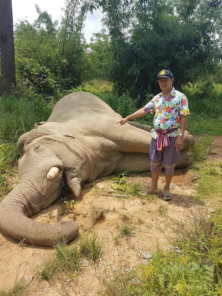 ゾウ2頭が感電死、電気柵設置した農園労働者の行方追う タイ警察 写真2