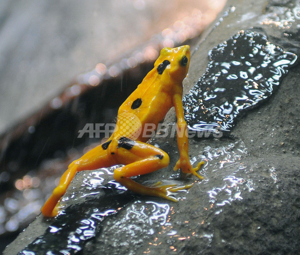絶滅の危機にひんする金色のカエル パナマ 写真7枚 国際ニュース Afpbb News