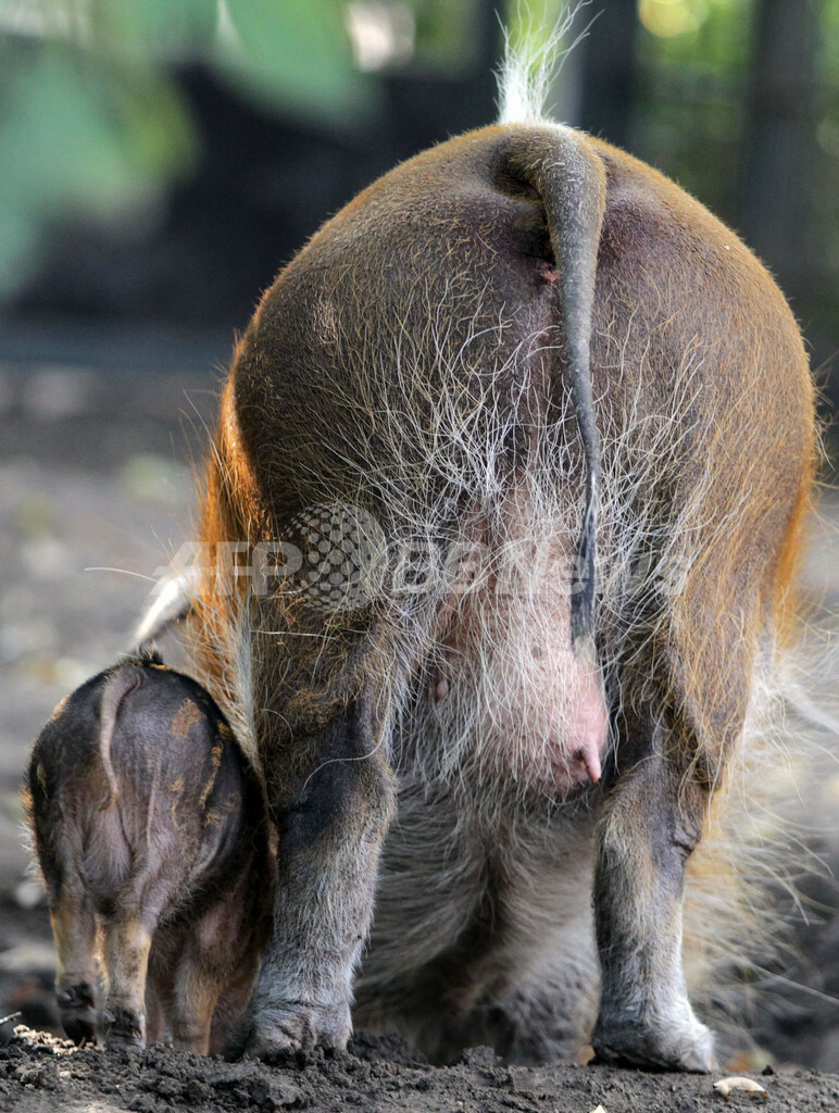 アカカワイノシシの赤ちゃん ベルリン動物園 国際ニュース Afpbb News