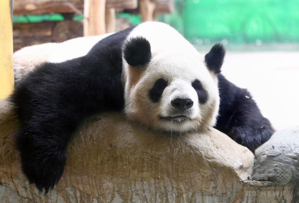 【特集】おもしろ動物写真集～癒やし系から仰天系まで～
