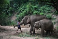 タイ北部チェンマイ県で、ゾウの世話をするゾウ使い（2020年6月4日撮影）。(c)Lillian SUWANRUMPHA / AFP