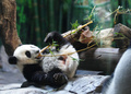 中国広東（Guangdong）省広州（Guangzhou）の動物園、長隆野生動物世界（Chimelong Safari Park）で、寝そべって餌のササを食べる生後6か月のジャイアントパンダ「隆隆（ロンロン、Long Long）」（2014年2月16日撮影）。(c)AFP