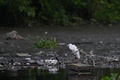 ブラジル・リオデジャネイロのグアナバラ湾に流れ込む川の岸辺に立つサギ（2022年3月20日撮影）。(c)Andre BORGES / AFP
