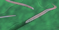 蠕虫（ぜんちゅう）様動物「Yilingia spiciformis」の想像図。バージニア工科大学提供（2019年9月4日提供）。(c)AFP PHOTO/ VIRGINIA TECH/ SHUHAI XIAO/ ZHE CHEN