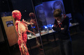 ウィーン（Vienna）の国立自然史博物館（Natural History Museum）で開催された人体標本展で、展示された人体標本を見る入場者（2013年3月15日撮影）。(c)AFP/ALEXANDER KLEIN