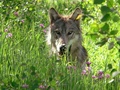 米モンタナ州で撮影されたタイリクオオカミ（撮影日不明、資料写真）。(c)AFP PHOTO / Montana Fish, Wildlife and Parks