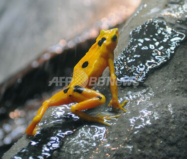 新品 蛙 金色の蛙 Amazon.co.jp: GENERIC 中国風水金蛙の置物、樹脂製の三本足の幸運の蛙